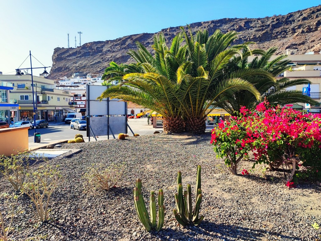 Foto: Flora autóctona - Puerto de Mogán (Las Palmas), España