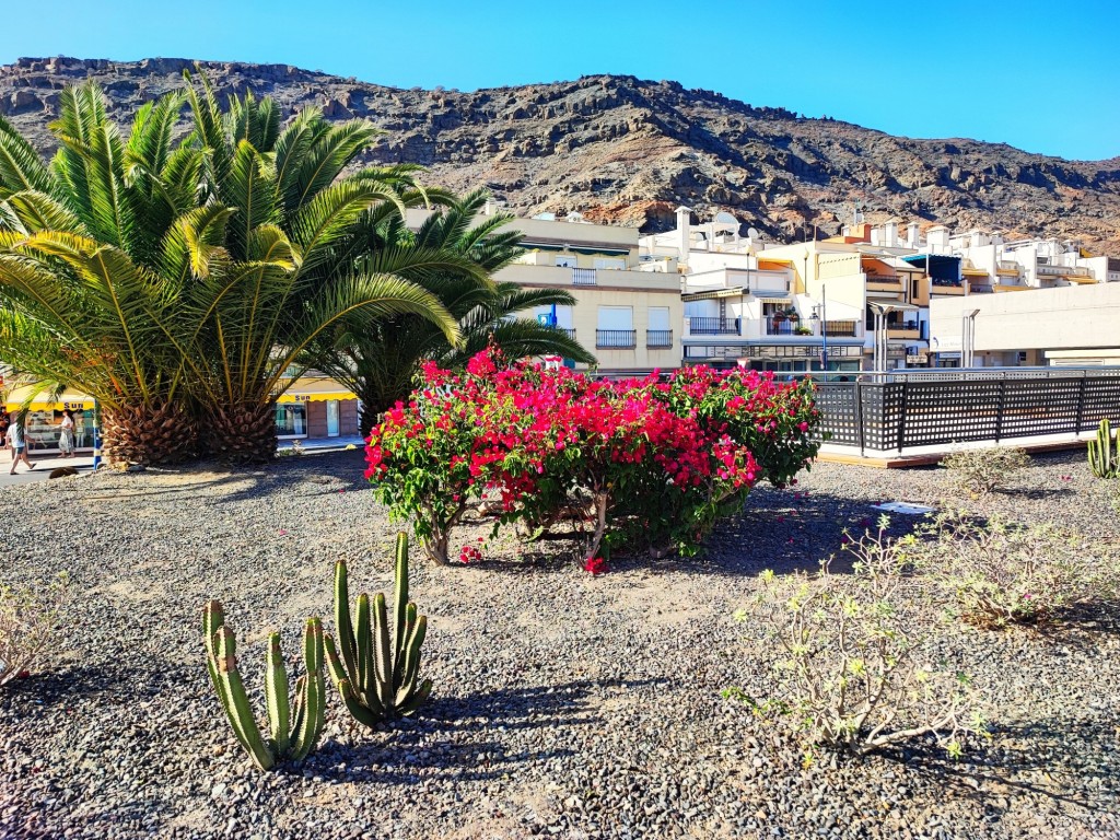 Foto: Flora autóctona - Puerto de Mogán (Las Palmas), España