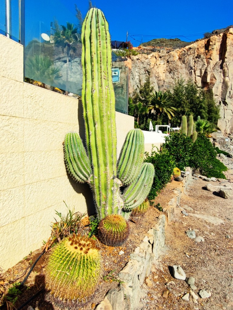 Foto: Flora autóctona - Puerto de Mogán (Las Palmas), España