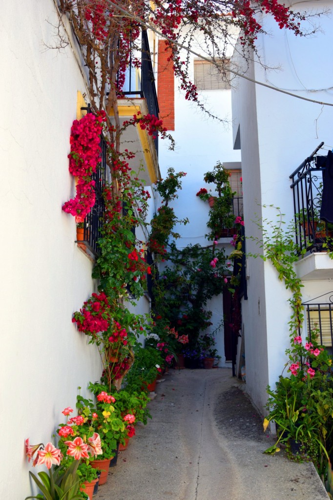 Foto: Calles Ornamentadas - Algatocín (Málaga), España