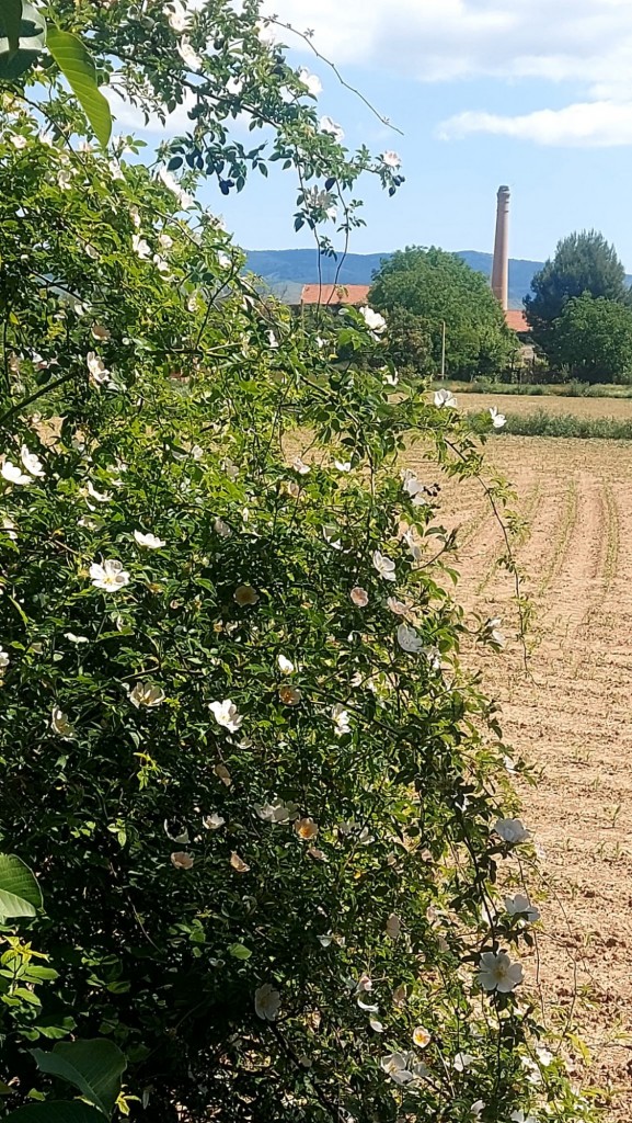 Foto: Primavera 2025 - Calatayud (Zaragoza), España
