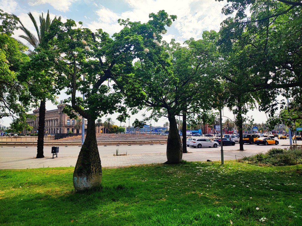 Foto: Plaça de les Drassanes - Barcelona (Cataluña), España