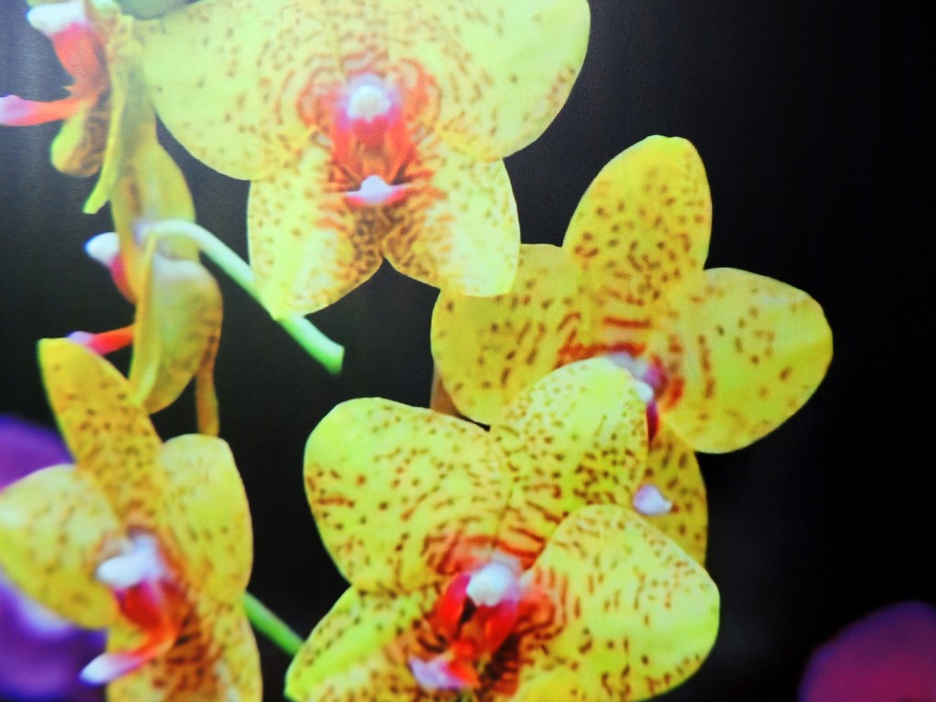 Foto: Flores típicas, foto en el museo - Managua, Nicaragua