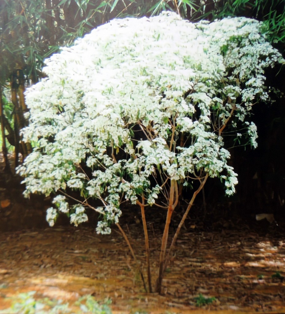 Foto: Arbusto típico, foto en el Museo - Managua, Nicaragua
