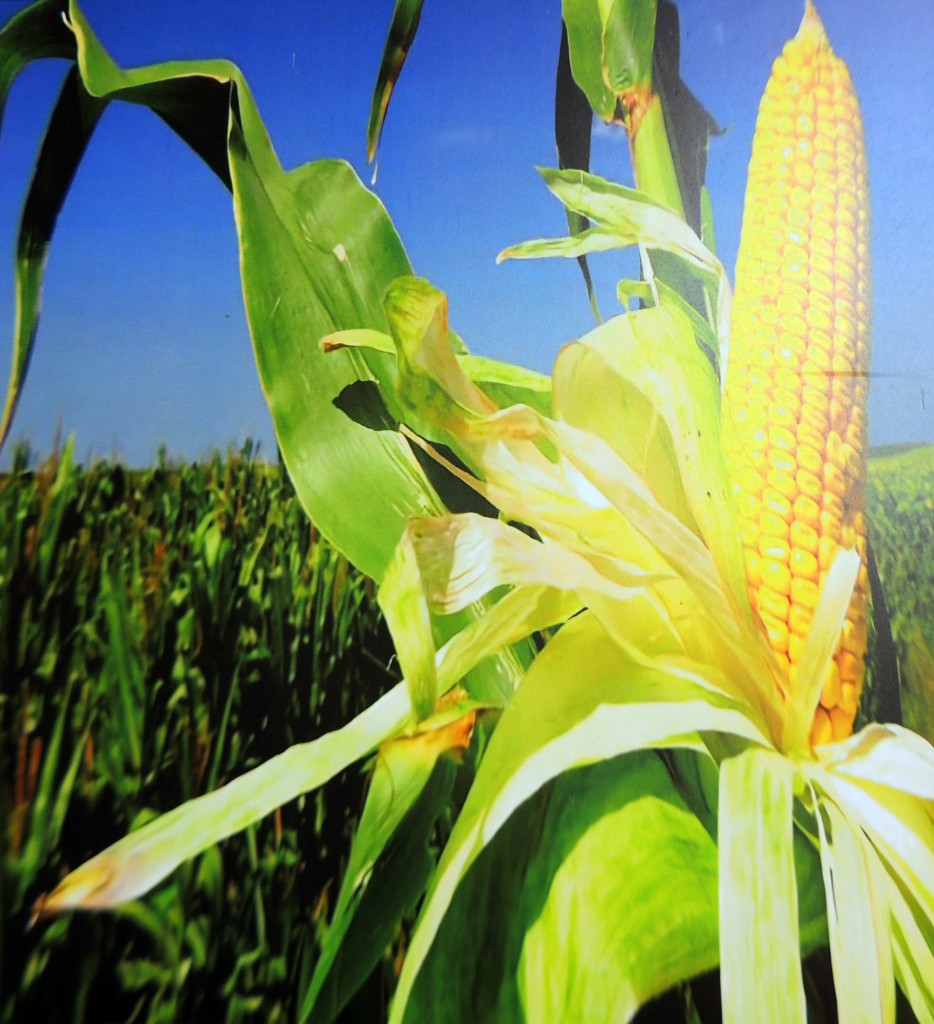 Foto: Maiz, foto en el Museo - Managua, Nicaragua
