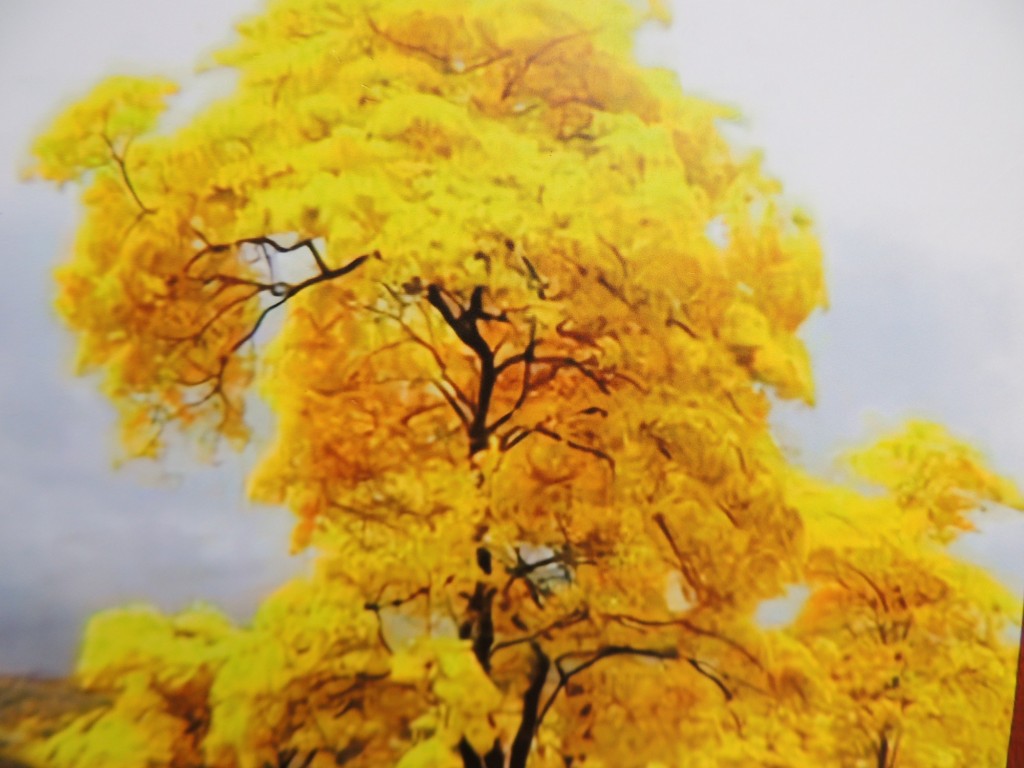 Foto: Guayacán, Tabebuia guayacán - Managua, Nicaragua