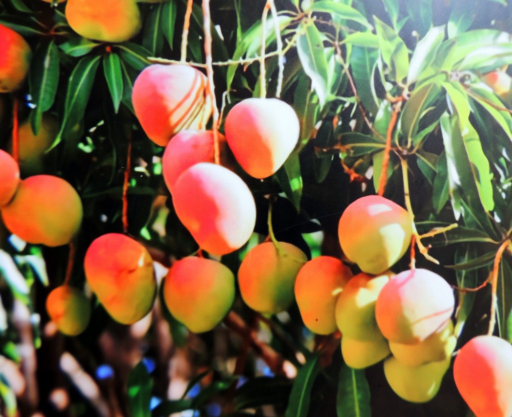 Foto: Mango,  foto en el Museo - Managua, Nicaragua