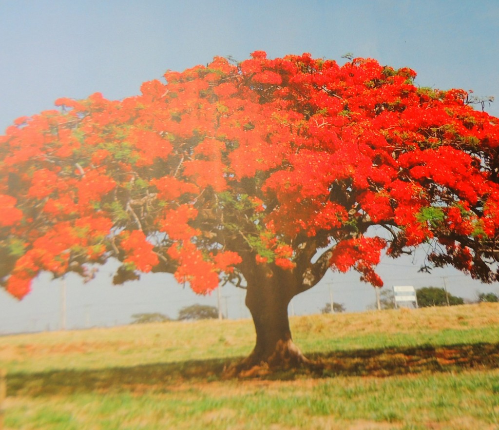 Foto: Flamboyán, - Managua, Nicaragua
