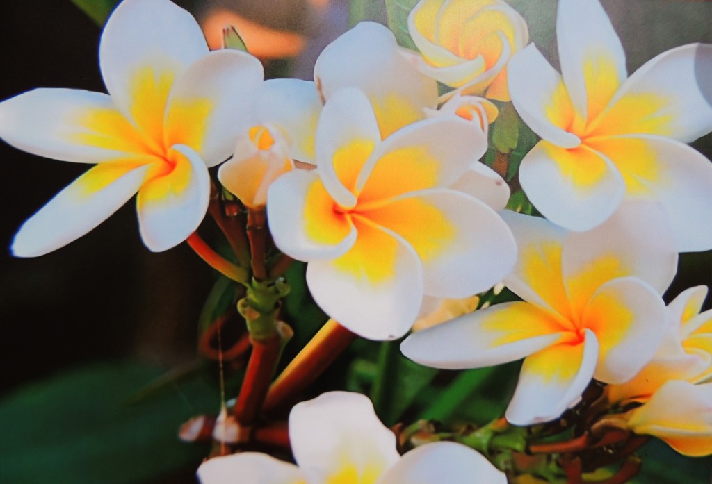 Foto: Sacuanjoche, flor nacional y orgullo de Nicaragua - Managua, Nicaragua