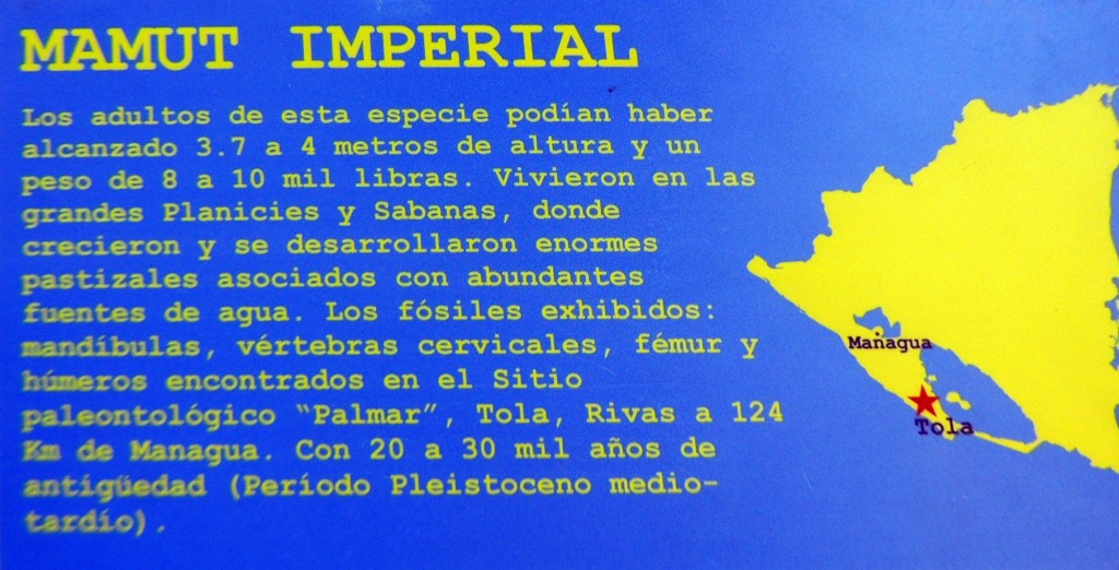 Foto: Leyenda Mamut Imperial - Managua, Nicaragua