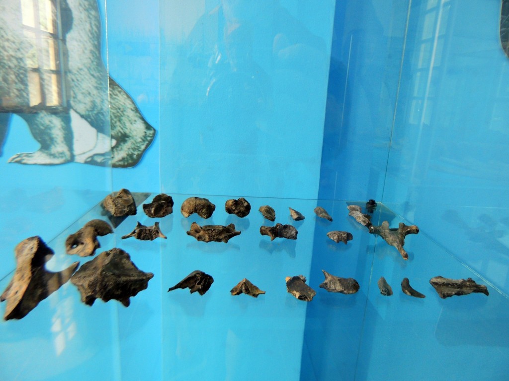 Foto: Osos - Managua, Nicaragua