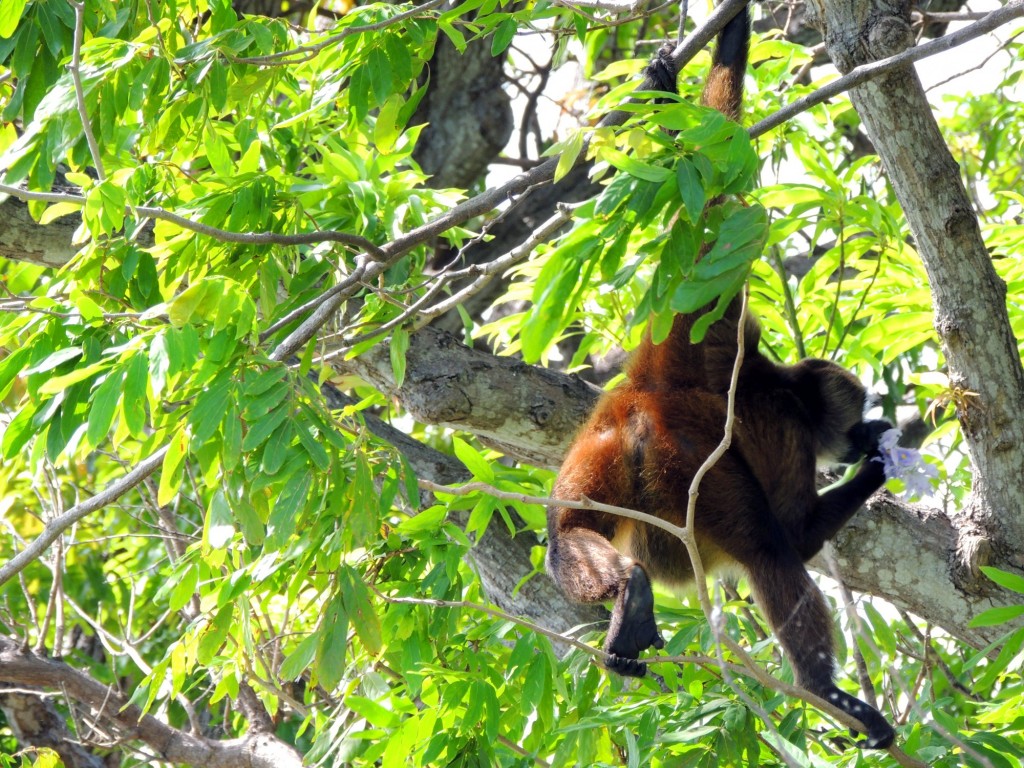 Foto: Isletas de Granada - Granada, Nicaragua