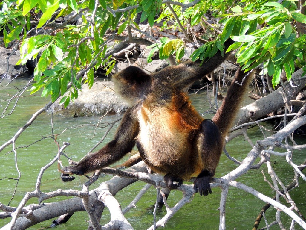 Foto: Isletas de Granada - Granada, Nicaragua