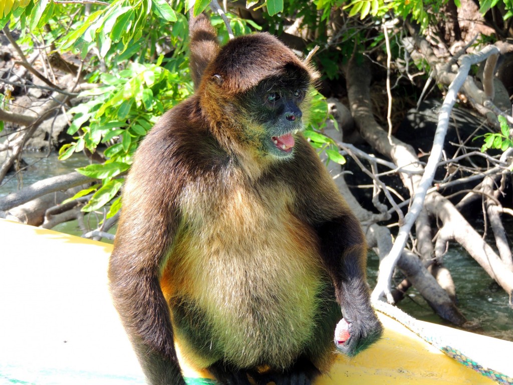 Foto: Isletas de Granada - Granada, Nicaragua