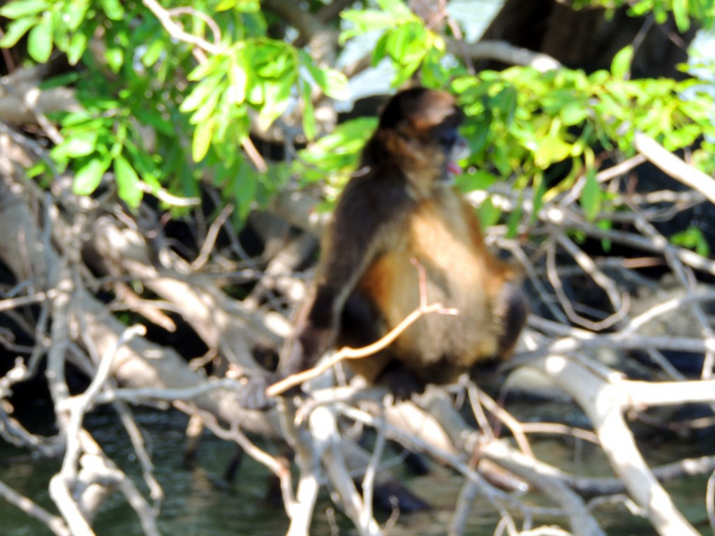 Foto: Isletas de Granada - Granada, Nicaragua