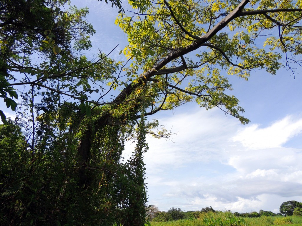 Foto: Isletas de Granada - Granada, Nicaragua