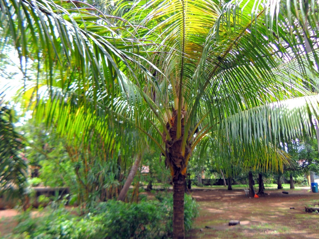Foto: Casa Inti Guesthouse - Managua, Nicaragua