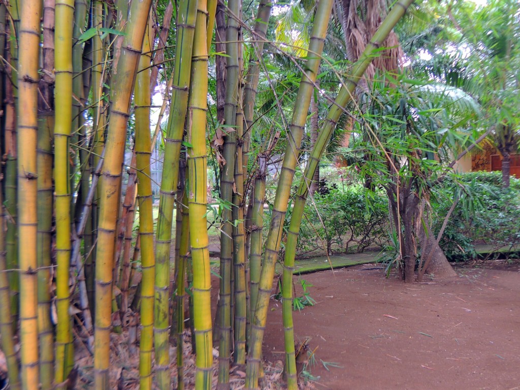 Foto: Casa Inti Guesthouse - Managua, Nicaragua