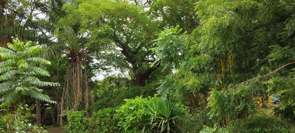 Foto: Casa Inti Guesthouse - Managua, Nicaragua