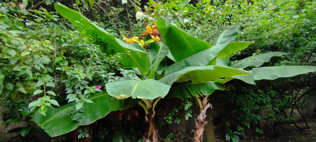 Foto: Casa Inti Guesthouse - Managua, Nicaragua