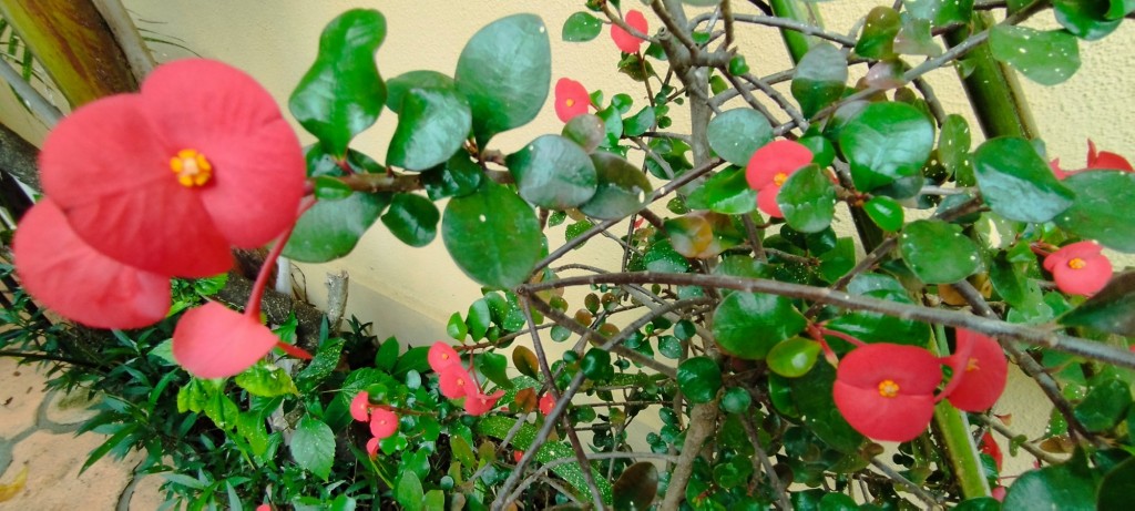 Foto: Casa Inti Guesthouse - Managua, Nicaragua