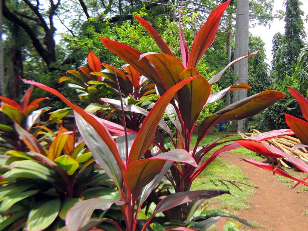 Foto: Casa Inti Guesthouse - Managua, Nicaragua