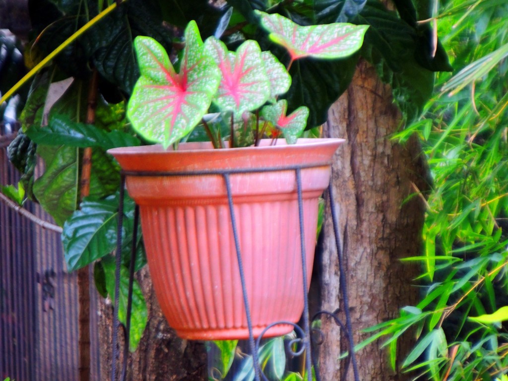 Foto: Casa Inti Guesthouse - Managua, Nicaragua