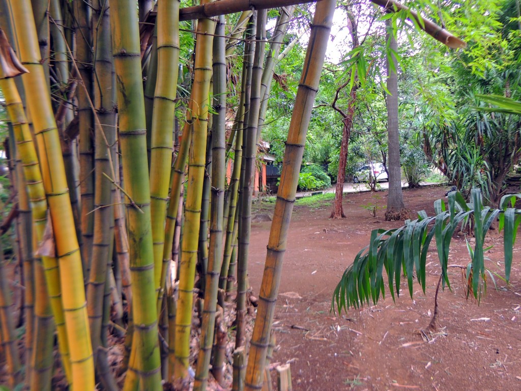 Foto: Casa Inti Guesthouse - Managua, Nicaragua