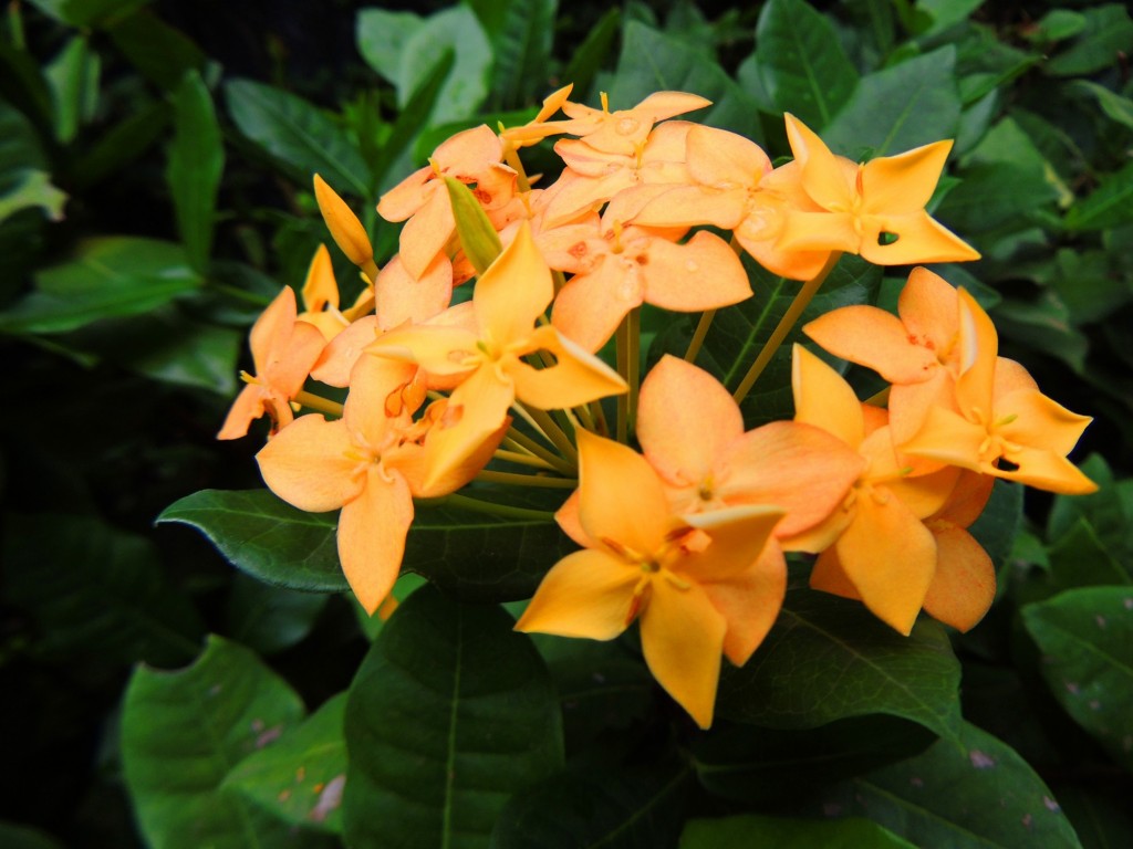 Foto: Casa Inti Guesthouse - Managua, Nicaragua