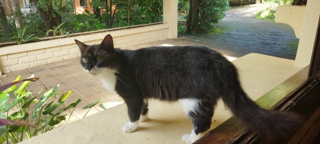 Foto: Casa Inti Guesthouse - Managua, Nicaragua