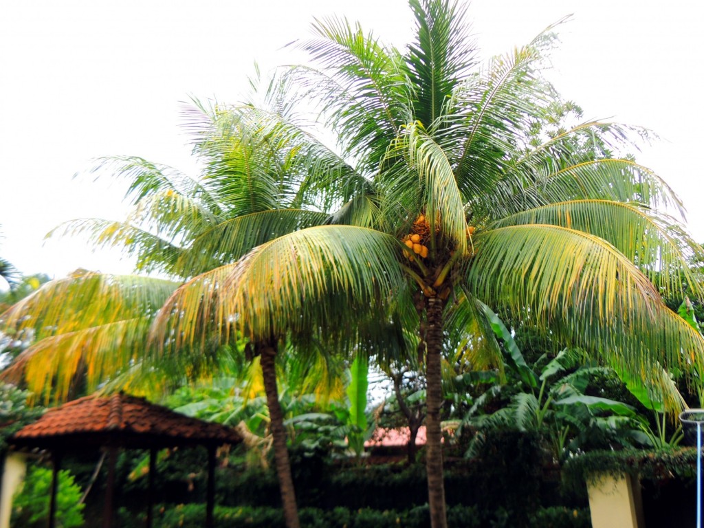 Foto: Casa Inti Guesthouse - Managua, Nicaragua
