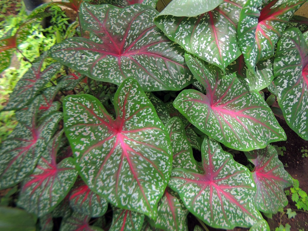 Foto: Casa Inti Guesthouse - Managua, Nicaragua