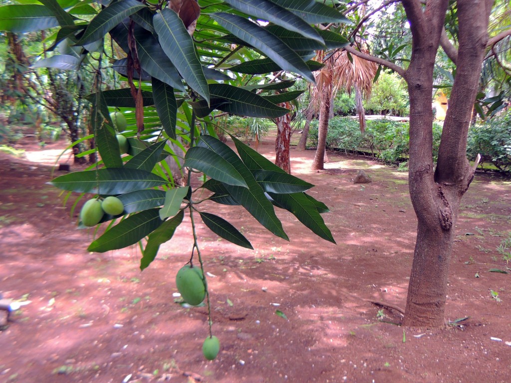 Foto: Casa Inti Guesthouse - Managua, Nicaragua