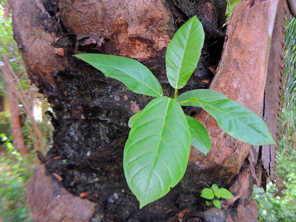 Foto: Casa Inti Guesthouse - Managua, Nicaragua