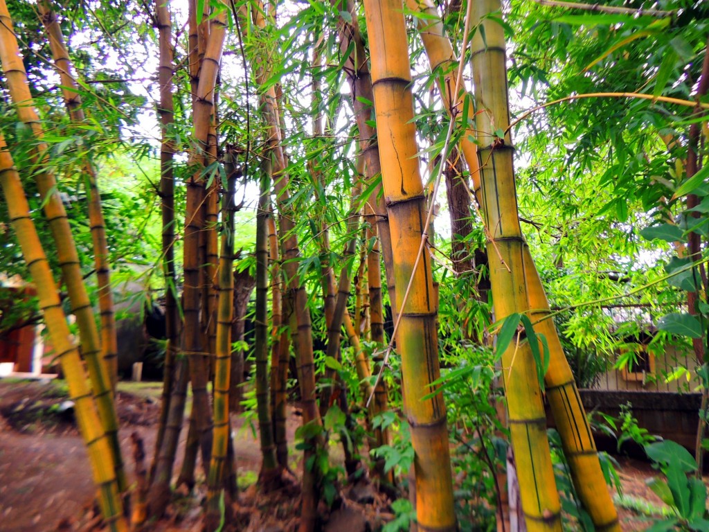 Foto: Casa Inti Guesthouse - Managua, Nicaragua