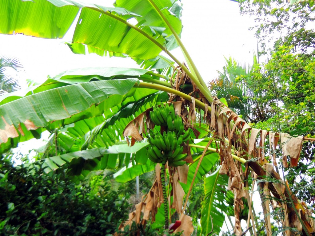 Foto: Casa Inti Guesthouse - Managua, Nicaragua