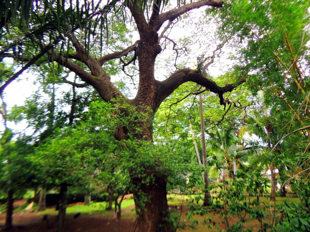 Foto: Casa Inti Guesthouse - Managua, Nicaragua