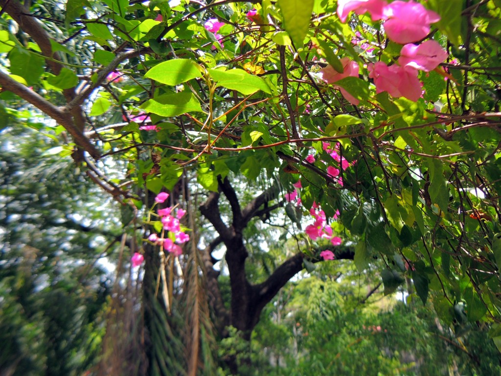 Foto: Casa Inti Guesthouse - Managua, Nicaragua