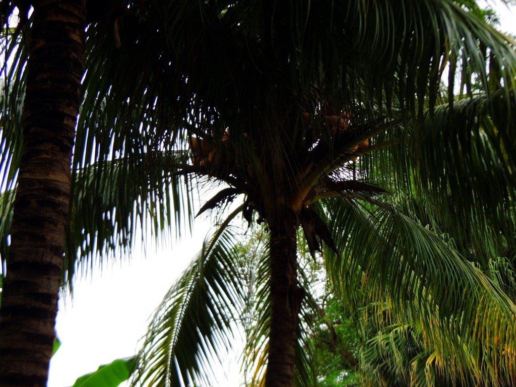 Foto: Casa Inti Guesthouse - Managua, Nicaragua
