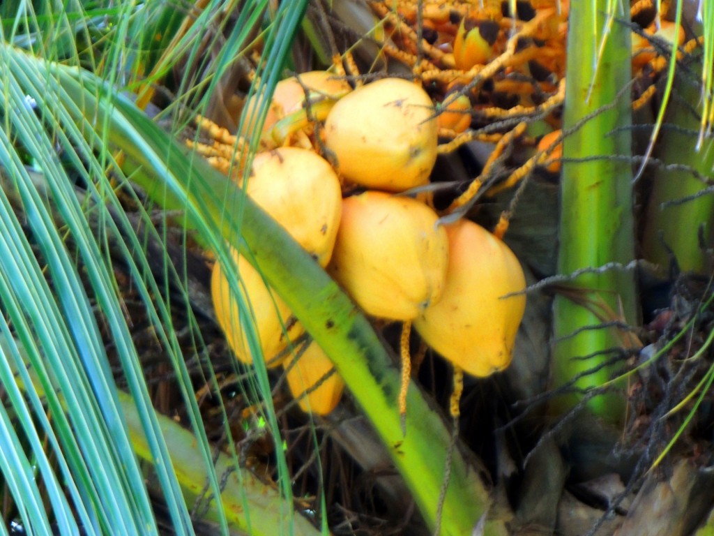 Foto: Casa Inti Guesthouse - Managua, Nicaragua