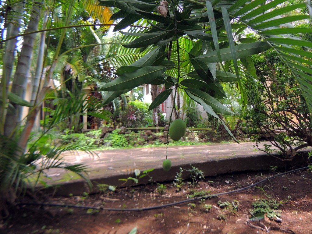 Foto: Casa Inti Guesthouse - Managua, Nicaragua