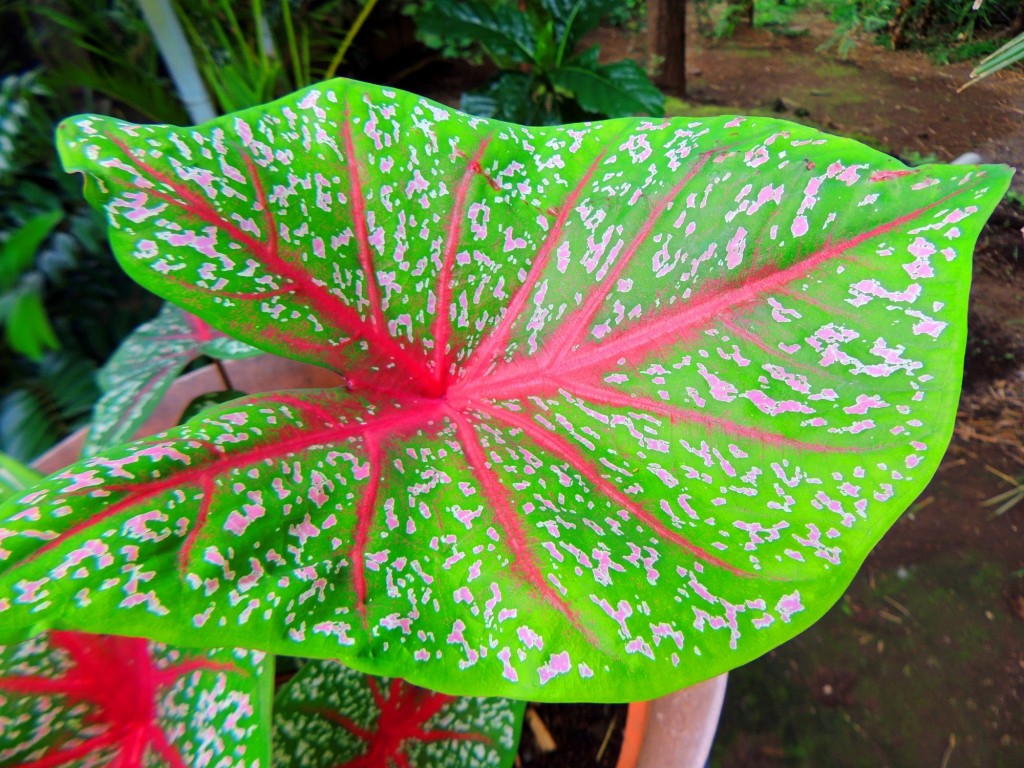 Foto: Casa Inti Guesthouse - Managua, Nicaragua