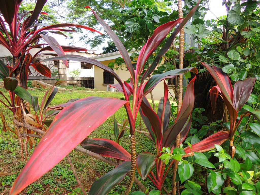Foto: Casa Inti Guesthouse - Managua, Nicaragua