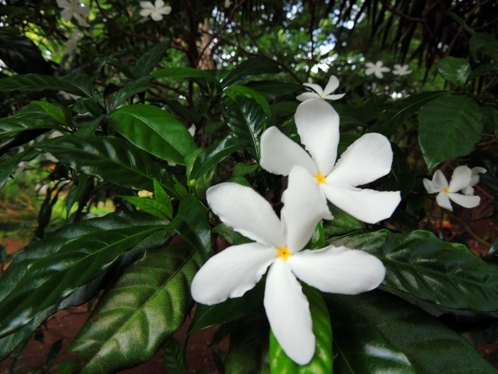 Foto: Casa Inti Guesthouse - Managua, Nicaragua