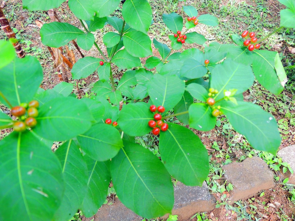 Foto: Casa Inti Guesthouse - Managua, Nicaragua