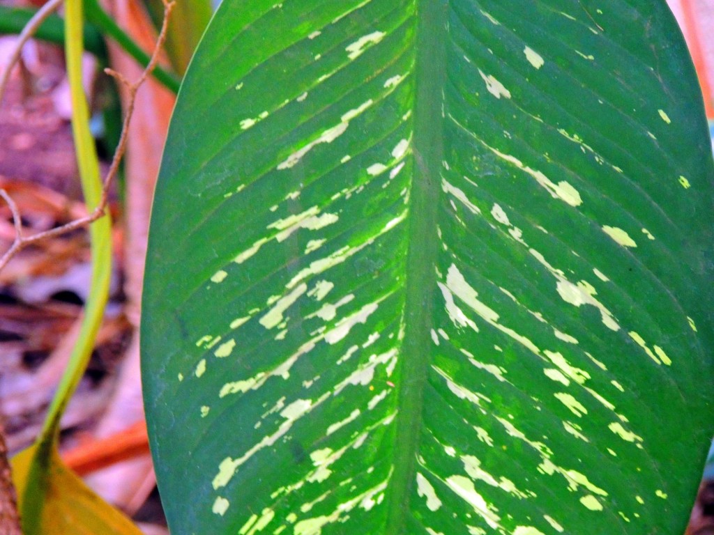 Foto: Casa Inti Guesthouse - Managua, Nicaragua