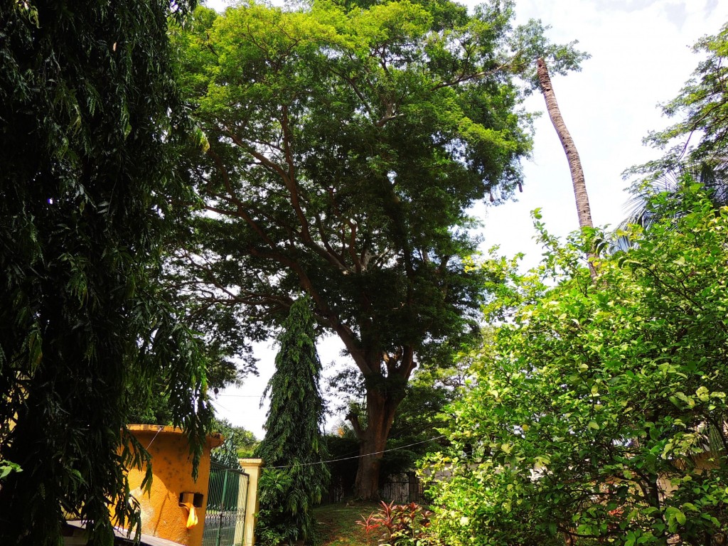 Foto: Casa Inti Guesthouse - Managua, Nicaragua