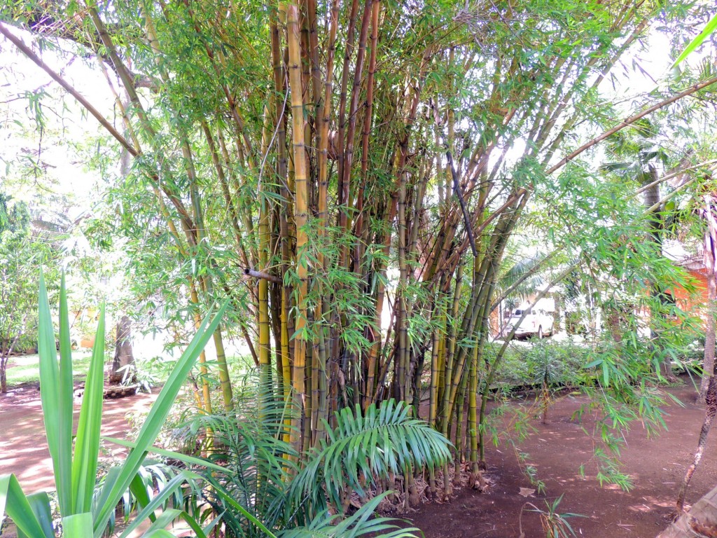 Foto: Casa Inti Guesthouse - Managua, Nicaragua