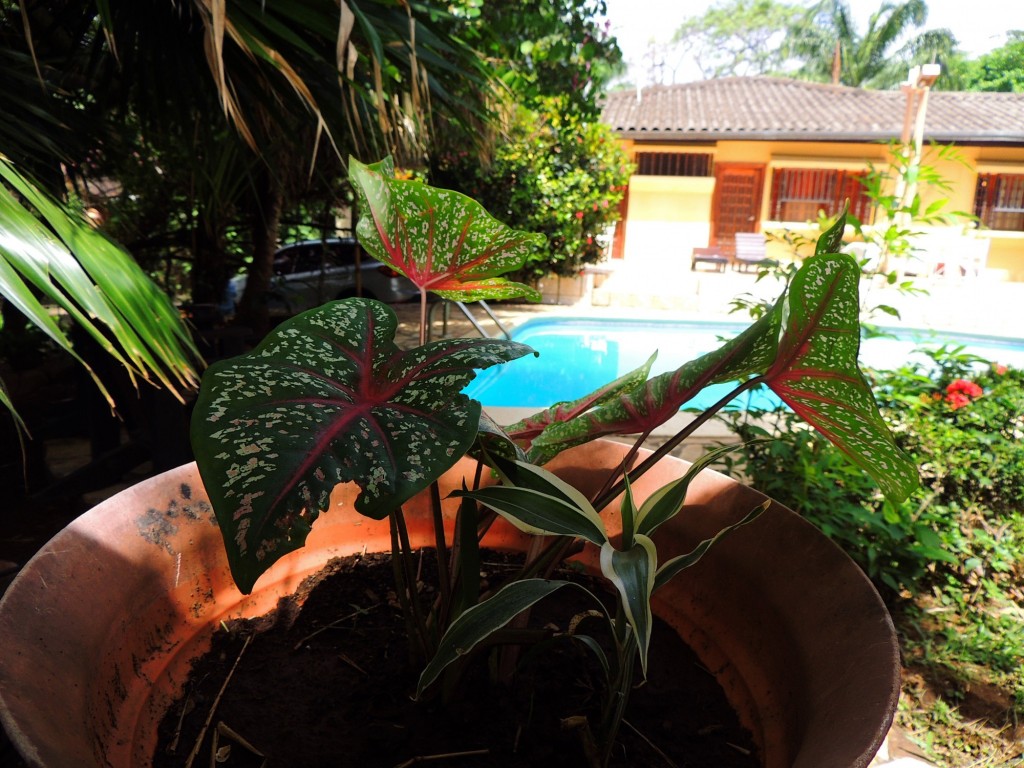 Foto: Casa Inti Guesthouse - Managua, Nicaragua