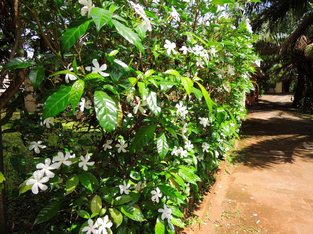 Foto: Casa Inti Guesthouse - Managua, Nicaragua